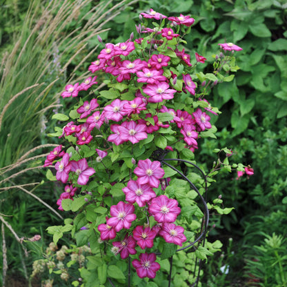 Clematis 'Ville de Lyon' - Clematis - 2 planten - Pot 11cm - Hoogte 40cm