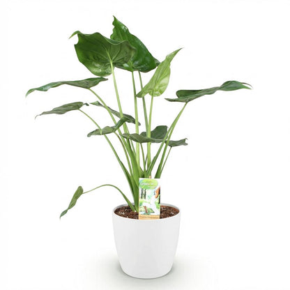 Alocasia Cucullata - Boeddha,s hand - incl. pot wit - pot 21cm - hoogte 65-70cm