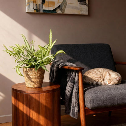 Green boutiQ - Kamerplant - Pteris cretica Albolineata - Lintvaren - Huisdiervriendelijke Plant - Groen - 4 Planten - met Mand - Pot 12cm - Hoogte 20cm