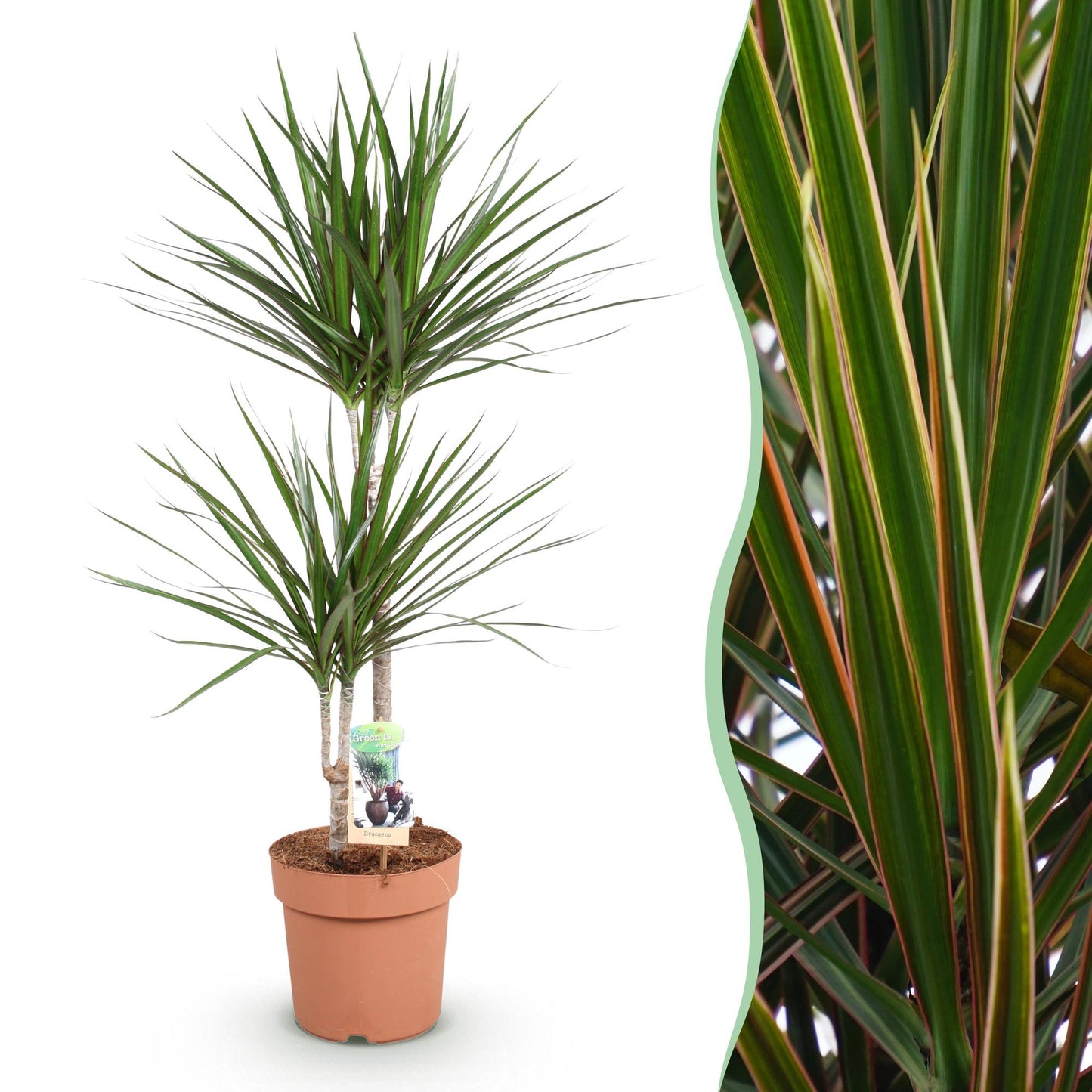 Dracaena Marginata - Drakenbloedboom - 1 plant - pot 21cm - hoogte 90-100cm