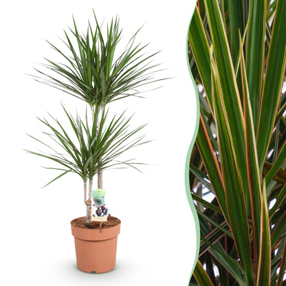 Dracaena Marginata - Drakenbloedboom - 1 plant - pot 21cm - hoogte 90-100cm