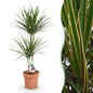 Dracaena Marginata - Drakenbloedboom - 1 plant - pot 21cm - hoogte 90-100cm