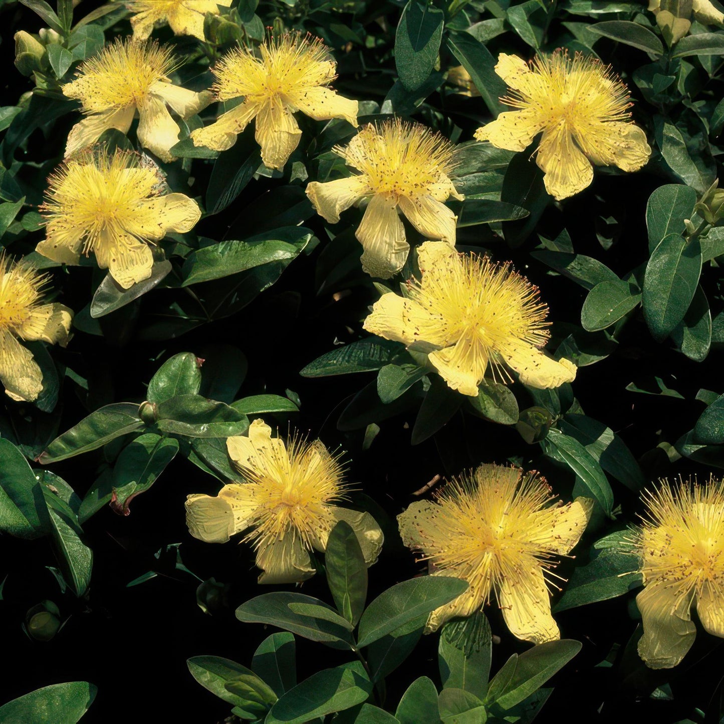 Hypericum calycinum - Hertshooi