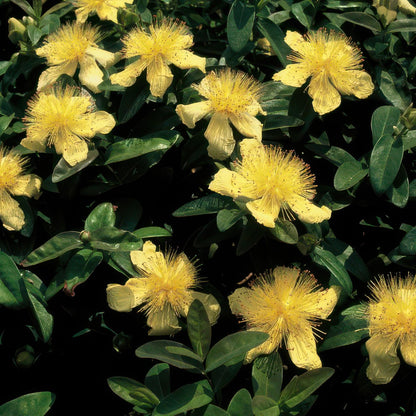 Hypericum calycinum - Hertshooi
