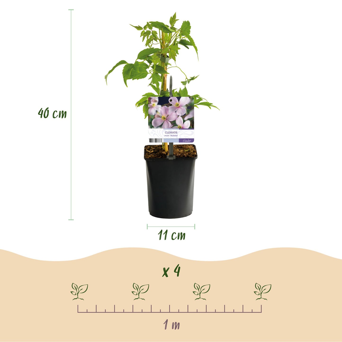 Klimplantenmix 'Rainbow' 4 soorten klimplanten