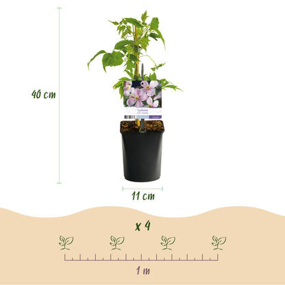 Klimplantenmix 'Rainbow' 4 soorten klimplanten