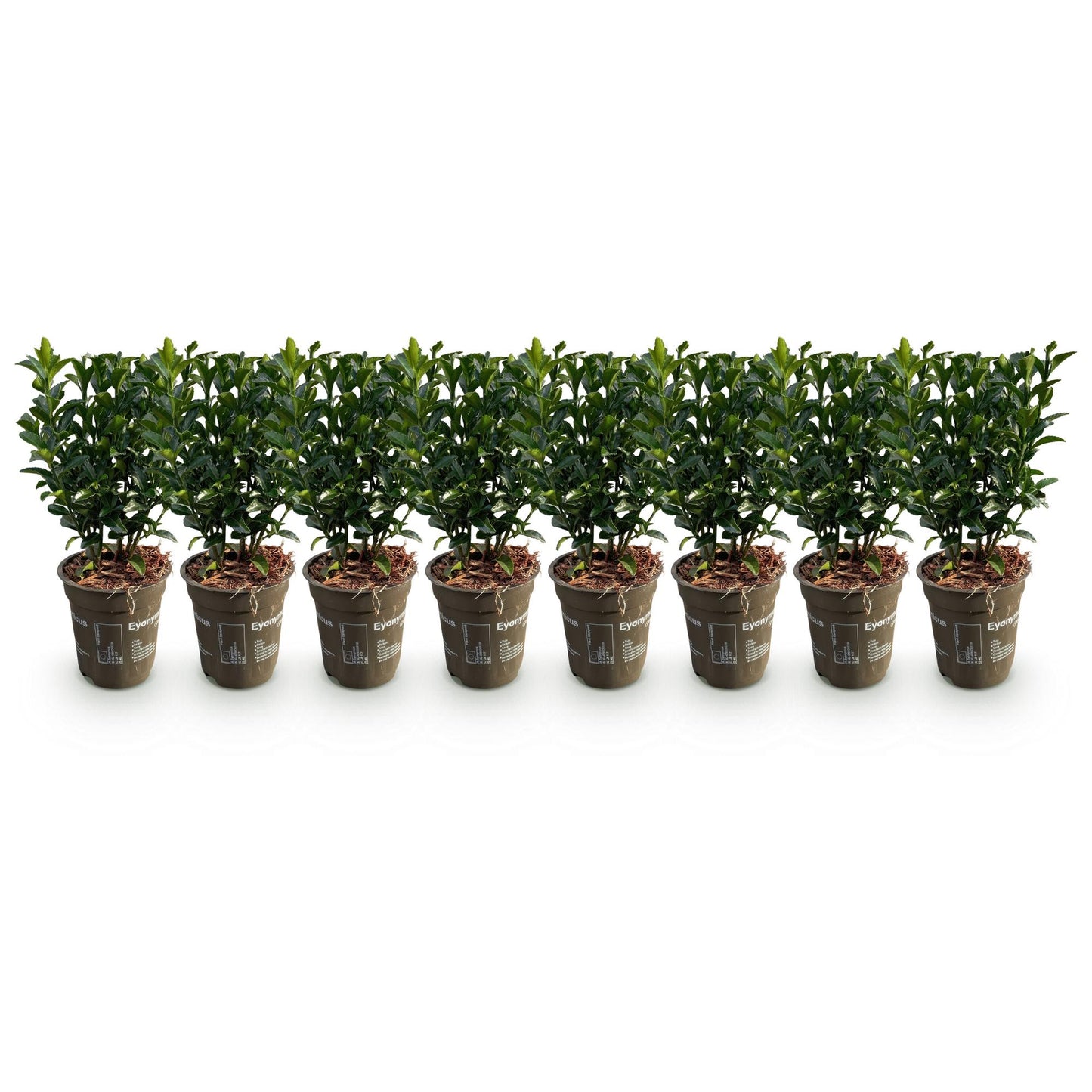 Euonymus japonica 'Green Spire' - Kardinaalshoed - hoogte 20-25cm
