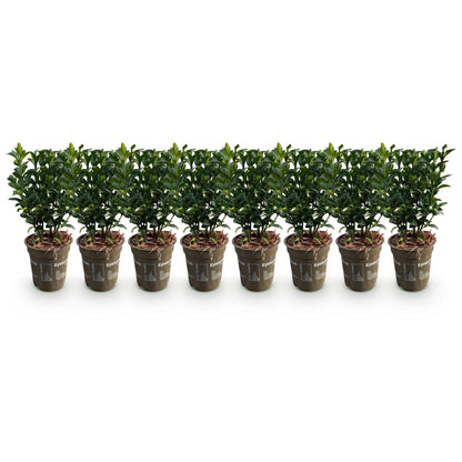 Euonymus japonica 'Green Spire' - Kardinaalshoed - hoogte 20-25cm