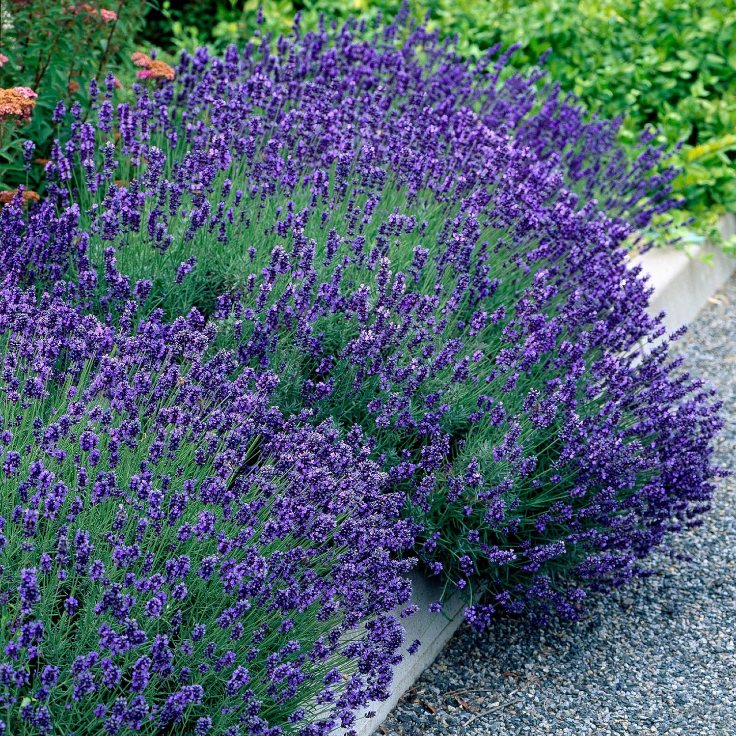 Lavandula angustifolia 'Hidcote' - Lavendel