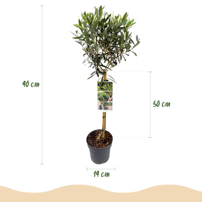 Olea Europaea op stam - Olijf - hoogte 90cm