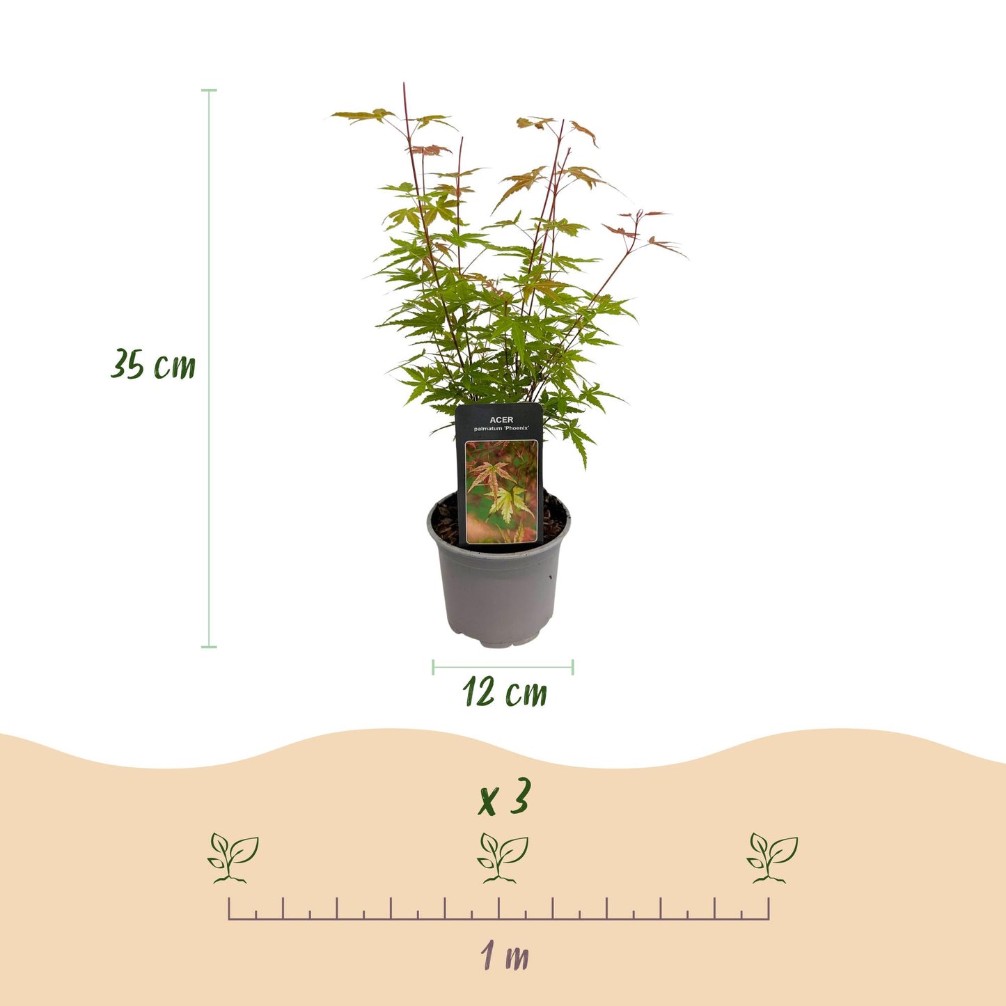 Acer palmatum 'Phoenix' - Roze - 1 Plant - Japanse Esdoorn - hoogte 35cm