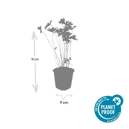 Geranium 'Johnson's Blue' - Ooievaarsbek
