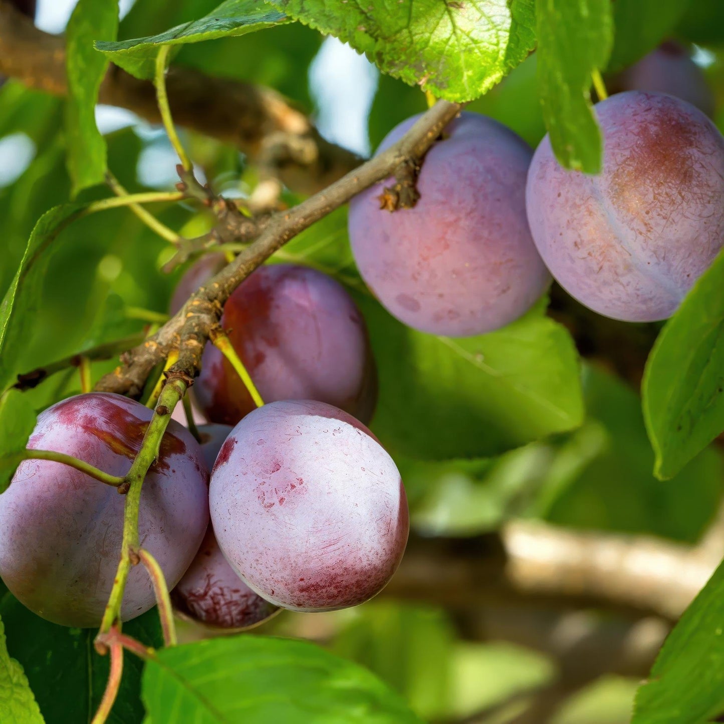 Prunus domestica 'Opal - Pruimenboom - 1 plant - Pot 21cm - Hoogte 90cm