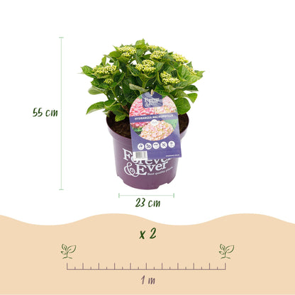 Hydrangea 'Forever & Ever Pink' - Roze Hortensia - 7-12 bloemen - hoogte 55cm