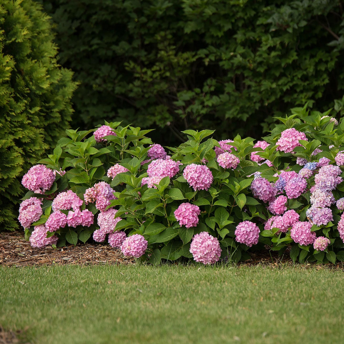 Hydrangea 'Endles Summer The Original Pink' - Roze Hortensia - hoogte 20-25cm