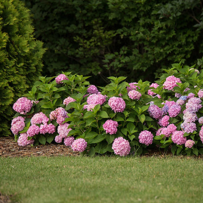 Hydrangea 'Endles Summer The Original Pink' - Roze Hortensia - hoogte 20-25cm