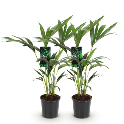 Green boutiQ - Kamerplant - Howea Forsteriana - Kentia Palm - Weinig Onderhoud - Groen - 2 planten - Pot 17cm - Hoogte 70-75cm