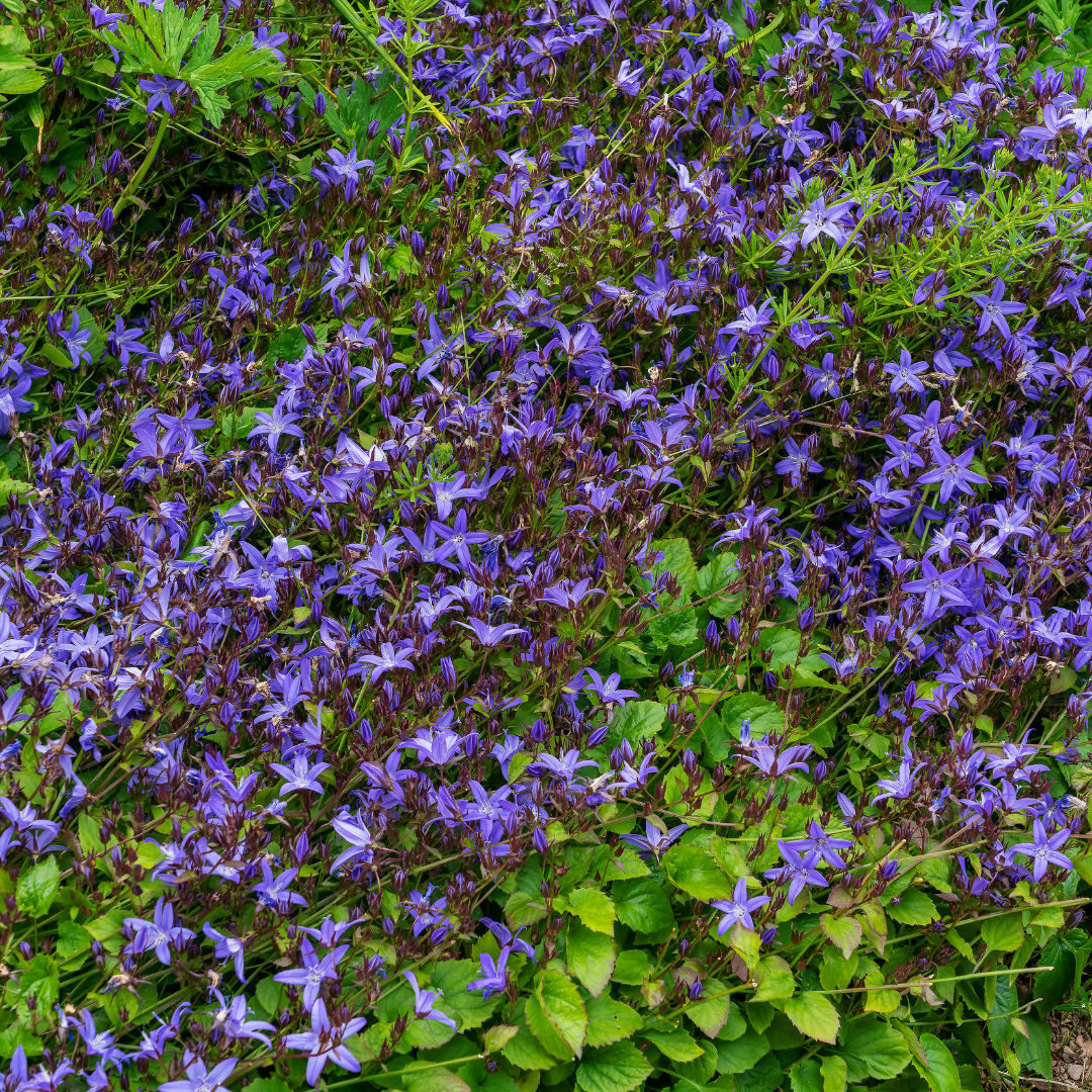 Campanula poscharskyana - Kruipklokje