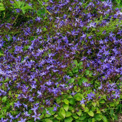 Campanula poscharskyana - Kruipklokje