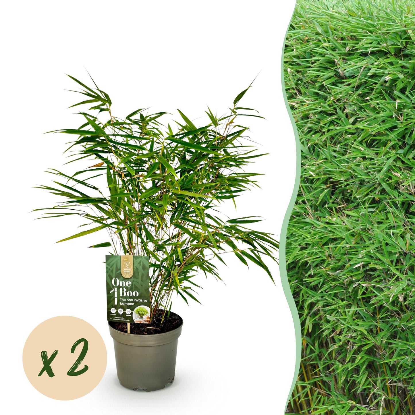 Green boutiQ - Bamboe - Fargesia rufa - Groen - 2 Planten - Bladhoudend - Niet Woekerend- Pot 17cm Hoogte 60cm
