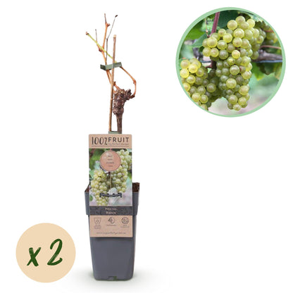 Vitis vinifera 'Bianca' - Witte Druif (geent)