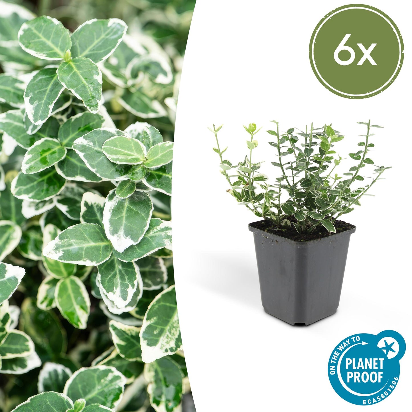 Euonymus fort. 'Emerald Gaiety' - Kardinaalshoed
