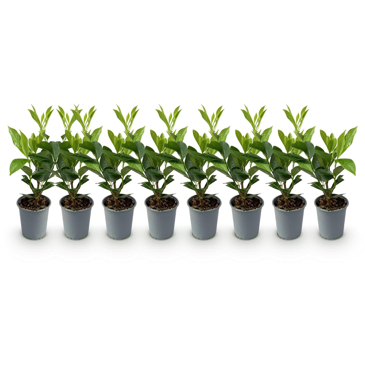 Prunus laurocerasus 'Caucasica' - Laurierkers - hoogte 30-35cm