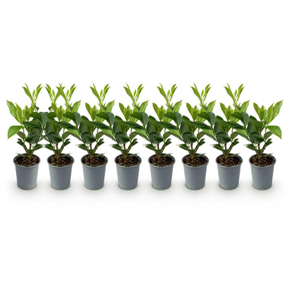 Prunus laurocerasus 'Caucasica' - Laurierkers - hoogte 30-35cm