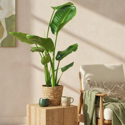 Stelitzia Nicolai - Paradijsvogelbloem - incl. mand - pot 17cm - hoogte 70-90cm