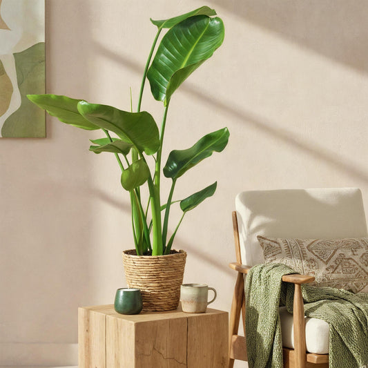 Stelitzia Nicolai - Paradijsvogelbloem - incl. mand - pot 17cm - hoogte 70-90cm