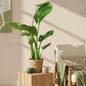 Stelitzia Nicolai - Paradijsvogelbloem - incl. mand - pot 17cm - hoogte 70-90cm