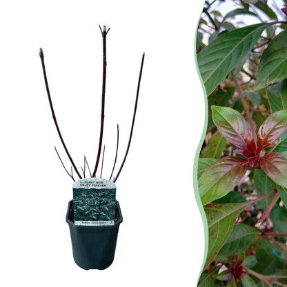 Cornus alba 'Kesselringii' - Kornoelje - hoogte 45cm