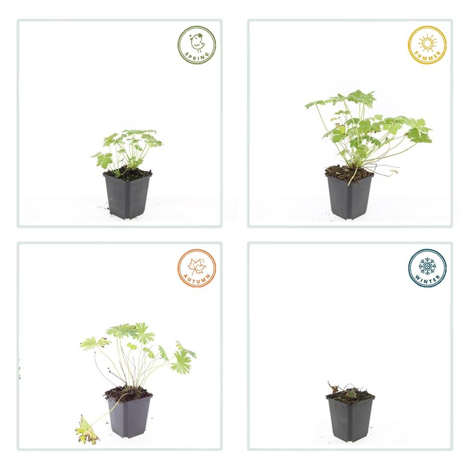 Geranium 'Tiny Monster' - Ooievaarsbek