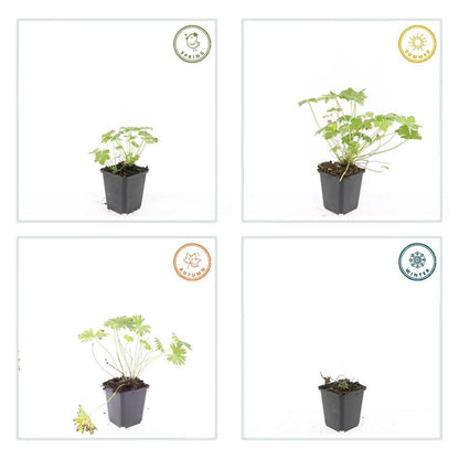 Geranium 'Tiny Monster' - Ooievaarsbek
