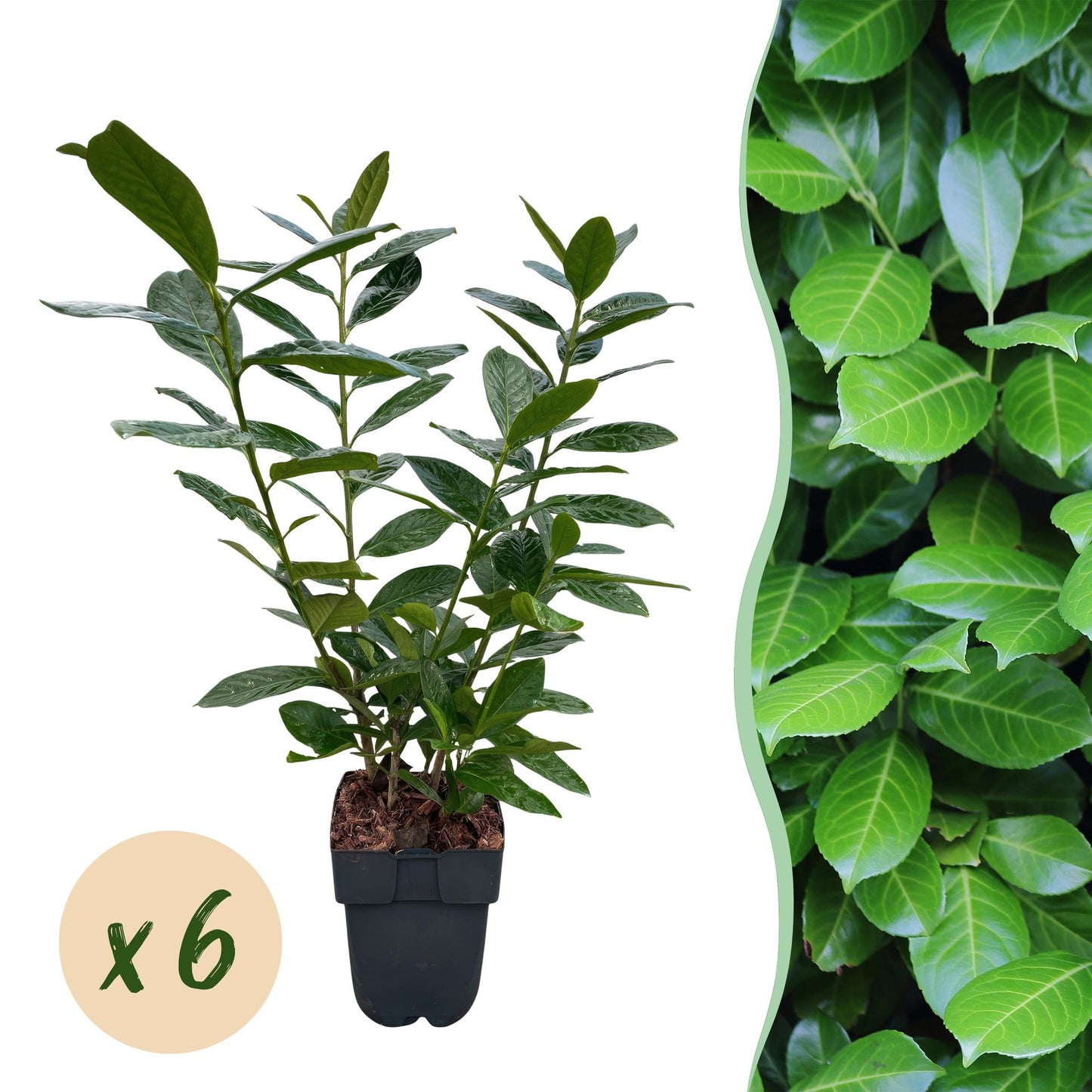 Prunus laurocerasus 'Novita' - Laurierkers - hoogte 50cm