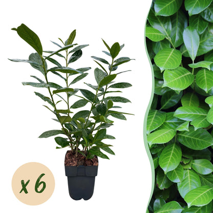 Prunus laurocerasus 'Novita' - Laurierkers - hoogte 50cm