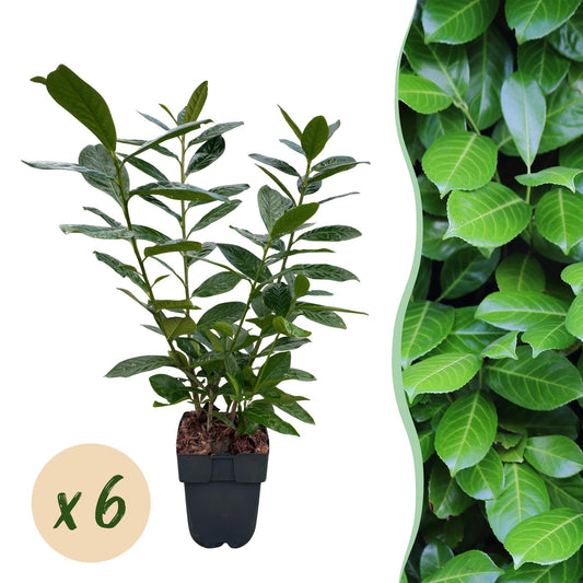 Prunus laurocerasus 'Novita' - Laurierkers - hoogte 50cm