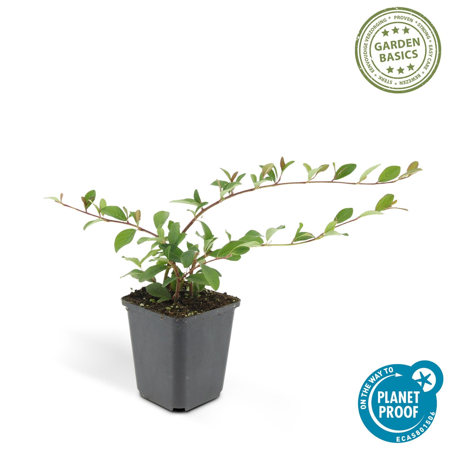 Cotoneaster dammeri - Dwergmispel