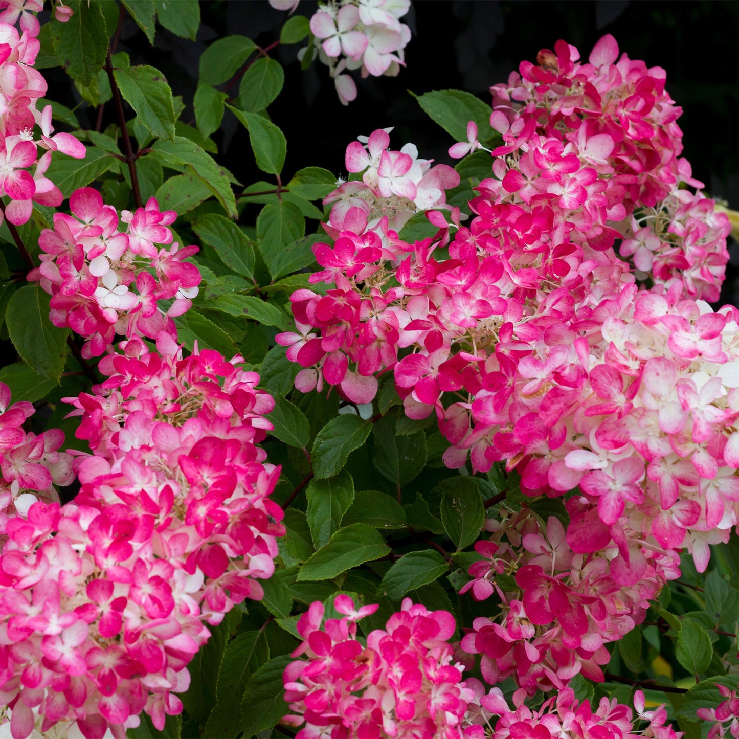 Hydrangea panniculata 'Pink Diamond' - Pluimhortensia - hoogte 50cm