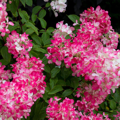 Hydrangea panniculata 'Pink Diamond' - Pluimhortensia - hoogte 50cm