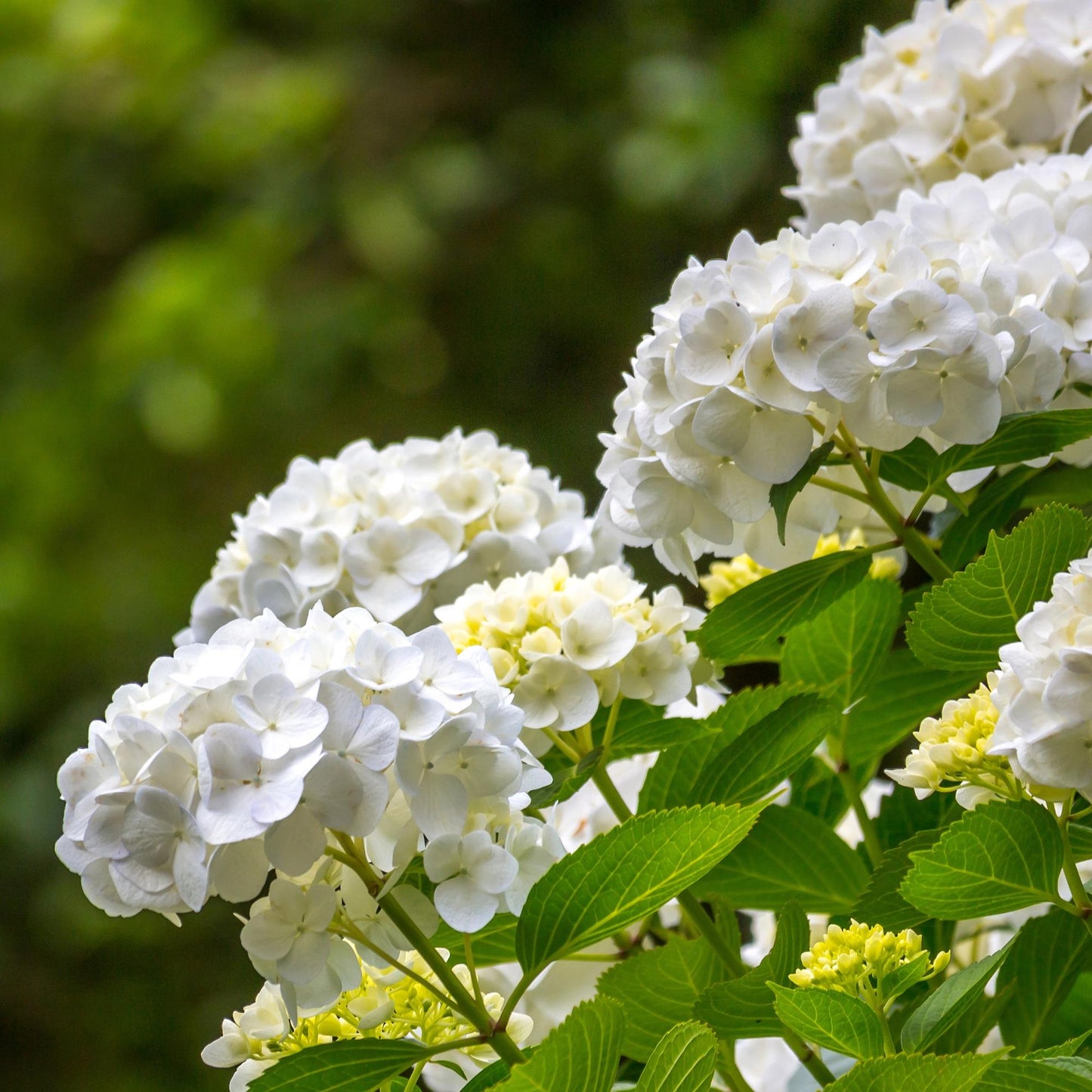 Hydrangea macrophylla 'White' - Bolhortensia - hoogte 30cm