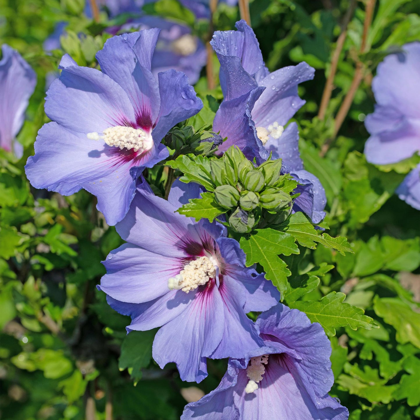 Hibiscus syriacus 'Oiseau Blue' - Altheastruik - hoogte 45cm