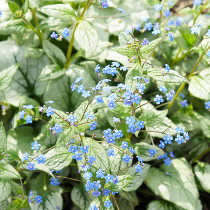 Brunnera macrophylla 'Jack frost'- Kaukasisch vergeet-mij-nietje