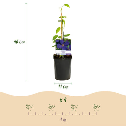 Clematis Jackmanii - Clematis - 2 planten - Pot 11cm - Hoogte 40cm