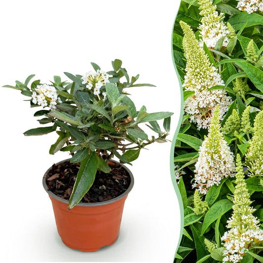 Buddleja davidii 'Butterfly Candy Little White' - Vlinderstruik - hoogte 20-25cm