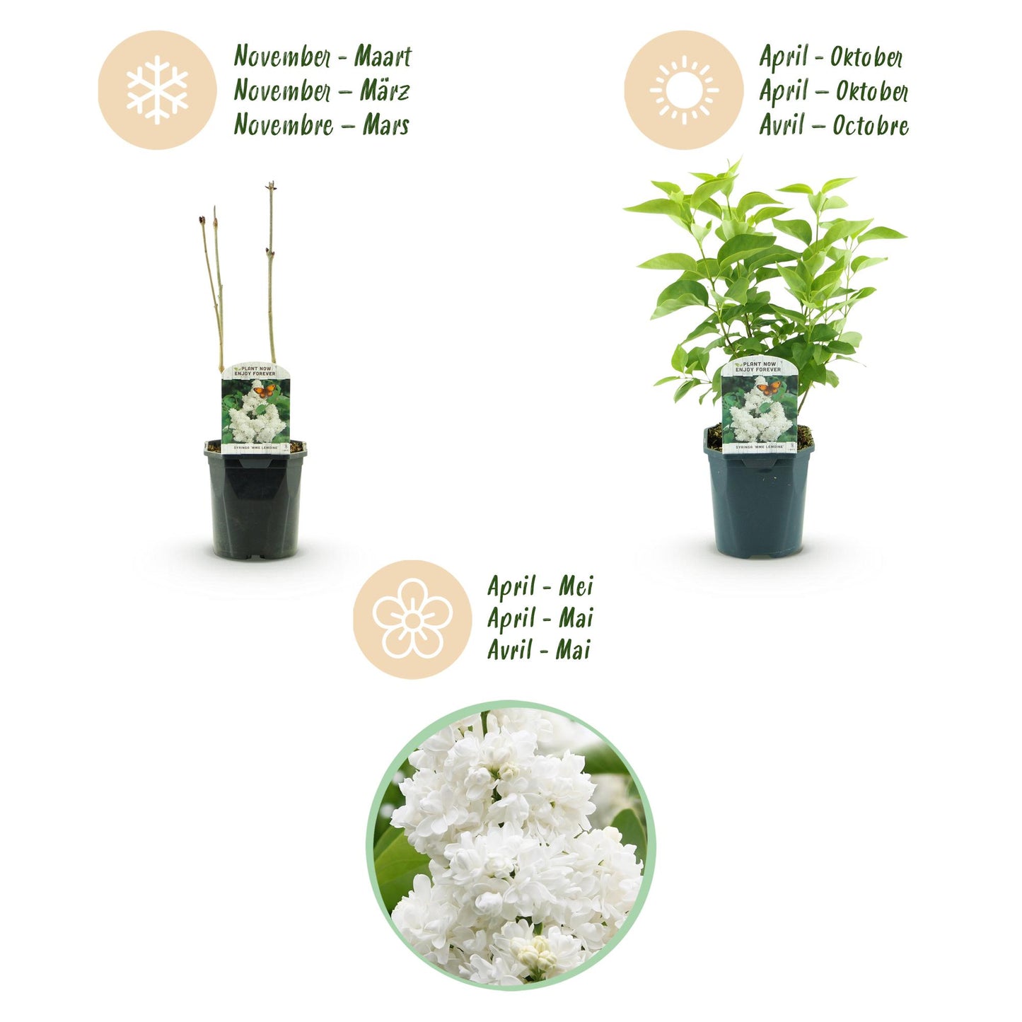 Syringa vulgaris mme Lemoine - Gewone Sering - hoogte 45cm
