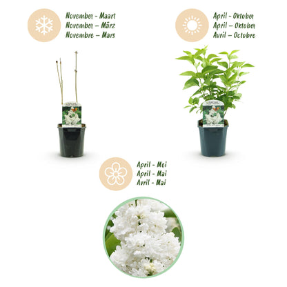 Syringa vulgaris mme Lemoine - Gewone Sering - hoogte 45cm