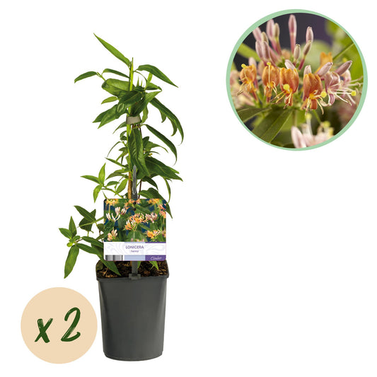 Lonicera henryi - Kamperfoelie