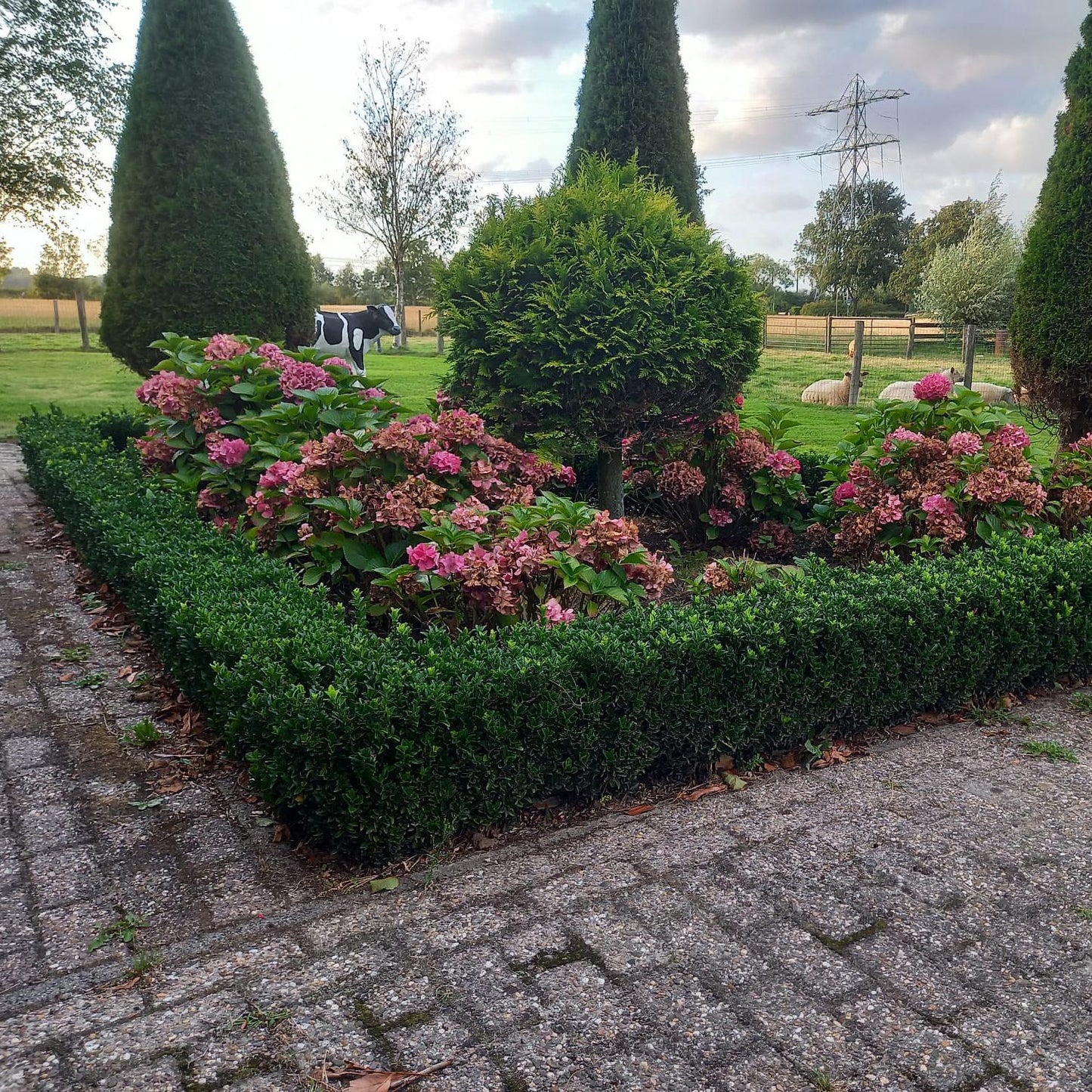 Euonymus jap. 'Green Spire' - Kardinaalshoed