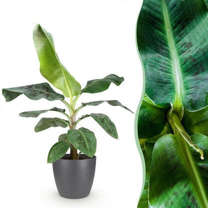 Musa acuminata Dwarf Cavendisch - Bananenplant - incl. pot grijs - pot 21cm - hoogte 70-75cm